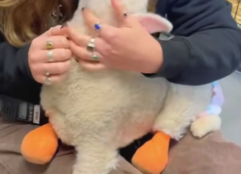 A2402012 poor little lamb was born without legs (Parte 2)