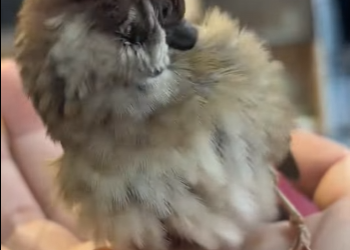 A2402008 El gato de la mujer trajo a casa un gorrión, y entonces ocurrió algo inesperado… (Parte 2)