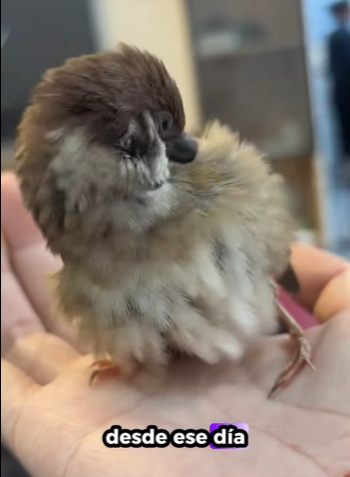 A2402008 El gato de la mujer trajo a casa un gorrión, y entonces ocurrió algo inesperado… (Parte 2)