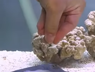 A2402013 A woman helped a pregnant stingray successfully give birth (Parte 2)