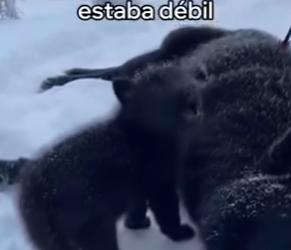 O0405010 Este Cachorro De Lobo Salvó Su Mamá (Parte 2)