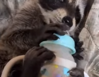 A2402009 Mapache de rescate (Parte 2)