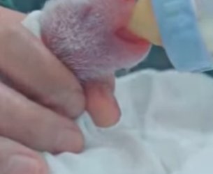 A2402010 Rescatando pandas (Parte 2)