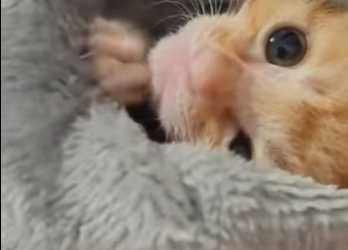 A2402001 One day, a woman found a small orange kitten on the ground that was on the verge of death, and she t (Parte 2)