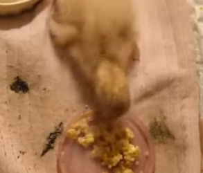 A2402005 Una mujer rescató a un pato que se había desmayado en las escaleras, y luego sucedió esto… (Parte 2)