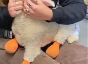 A2402007 This poor little lamb was born without legs (Parte 2)