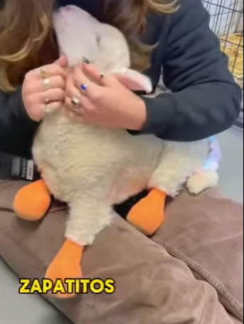 A2402007 This poor little lamb was born without legs (Parte 2)