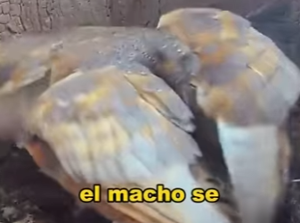 A2402011 Why would a father owl attack his own chicks (Parte 2)