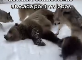 O0405001 Este Oso Me Pidió Ayuda Esto Pasó (Parte 2)