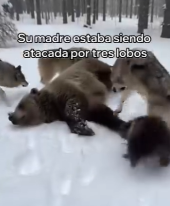 O0405001 Este Oso Me Pidió Ayuda Esto Pasó (Parte 2)