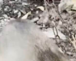 M2402005 💔 “Encadenados desde que nacimos… hasta que llegó la esperanza” (Parte 2)