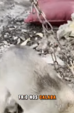 M2402005 💔 “Encadenados desde que nacimos… hasta que llegó la esperanza” (Parte 2)