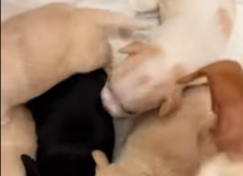 M2402010 💔Mi corazón está hecho pedazos,ayer falleció mi bebé Pinocho (Parte 2)