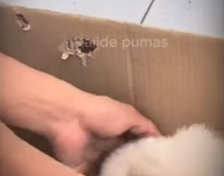 M2402008 💔 “El día que nos botaron en una caja de cartón… nadie pensó que sobreviviríamos.” (Parte 2)