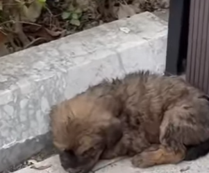 M2402006 💔 “Solo tenía 20 días… y ya sabía lo que era el maltrato.” (Parte 2)