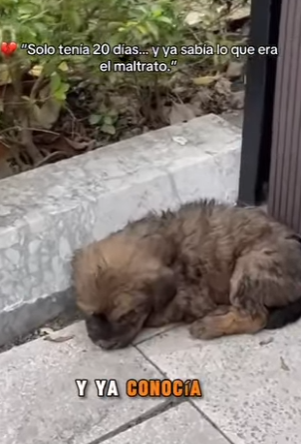 M2402006 💔 “Solo tenía 20 días… y ya sabía lo que era el maltrato.” (Parte 2)