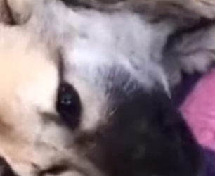 M2402001 Convulsionando en el suelo…Así encontramos a Koda💔🐾 (Parte 2)