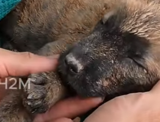 M2402012 💔 “Lo dejaron inconsciente… envuelto en una manta verde.” (Parte 2)