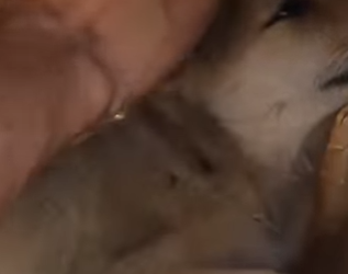 M2402011 😢 “Entre ratas, gusanos y podredumbre… un corazón lloró por ayuda.” (Parte 2)