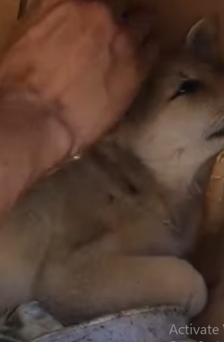 M2402011 😢 “Entre ratas, gusanos y podredumbre… un corazón lloró por ayuda.” (Parte 2)