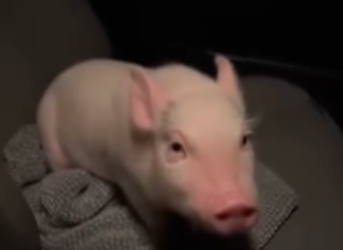 O0405007 Rescaté Este Cerdito Esto Pasó (Parte 2)