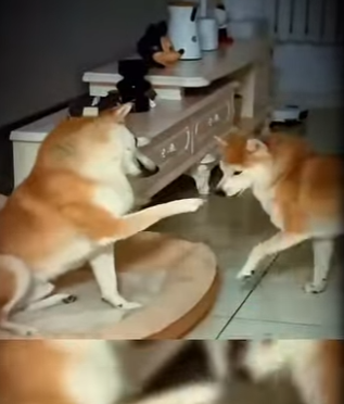 V2402008 perrita es alérgica a los gatos (Parte 2)