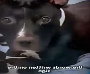 V2402011 quería que la llevarán con sus cachorros 🥹 (Parte 2)