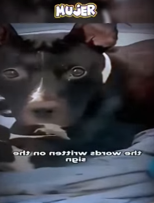 V2402011 quería que la llevarán con sus cachorros 🥹 (Parte 2)