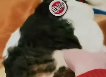 V2402002 Fue Criado Por Tres Perros… Ahora Hace Esto (Parte 2)