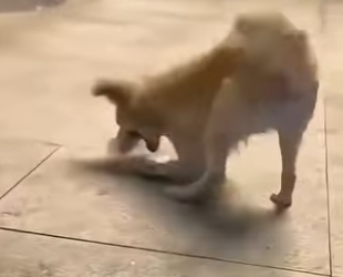 V2402007 estaba jugando tranquilo hasta que se dieron cuenta de algo 💔 (Parte 2)