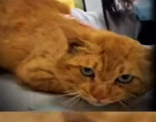 V2402006 “La gata que lloró hasta encontrar un nuevo motivo para vivir” (Parte 2)