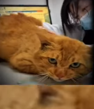 V2402006 “La gata que lloró hasta encontrar un nuevo motivo para vivir” (Parte 2)