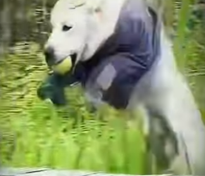 V2402009 El perrito hacia todo por su dueña ❤️‍🩹 (Parte 2)