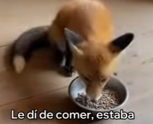 O0405013 Rescaté Este Zorro Algo Increíble Pasó (Parte 2)