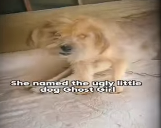 V2402001 perrito enamorado no se quería ir y dejarla sola (Parte 2)