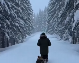 When Wolves Knocked on Our Door… (Parte 2)