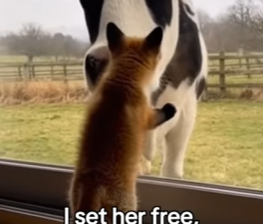 P2402002 The Cow Who Became a Fox’s Grandma ❤️ Real animal rescues that cross borders ❤️🐾 Giving animals a s (Parte 2)