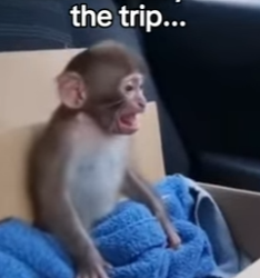 P2402001 The Little Monkey Who Found a Mom in a Toy ❤️ Real animal rescues that cross borders ❤️🐾 Giving ani (Part 2)