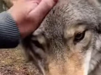 P2402008 This Wolf Pup And Mom Were Stuck In An Old Well (Part 2)