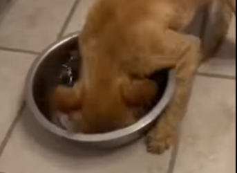 P2402011 I found a hungry cat at the junkyard 🥹❤️ (Part 2)