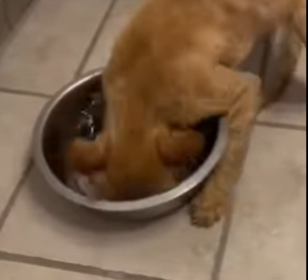 P2402011 I found a hungry cat at the junkyard 🥹❤️ (Part 2)