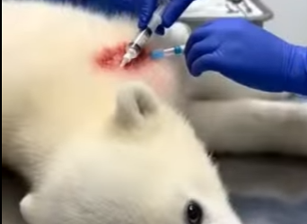 O0405012 Rescaté Esta Osa Polar Me Sorprendió (Parte 2)