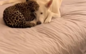 P2402007 He came back to visit (Part 2)