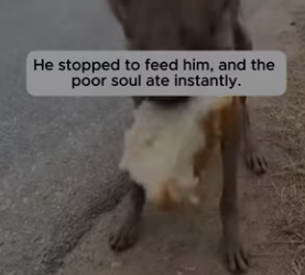 P2402005 Dog Chased The Car Because He Wanted A Family (Part 2)