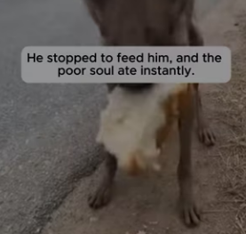 P2402005 Dog Chased The Car Because He Wanted A Family (Part 2)