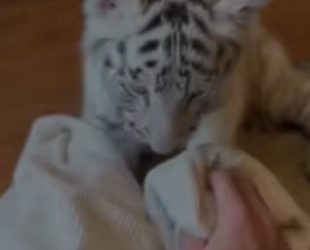 F2402011 A wounded tiger left her cub at my door…then Disappeared (Part 2)