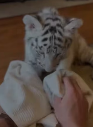 F2402011 A wounded tiger left her cub at my door…then Disappeared (Part 2)