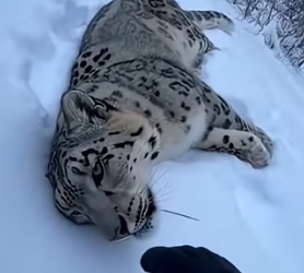 F2402006 He was freezing in the snow then this happened (Part 2)