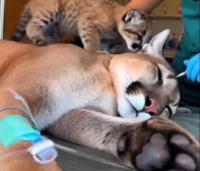 F2402004 A baby cougar asked me for help … then I found her mother (Part 2)