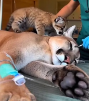 F2402004 A baby cougar asked me for help … then I found her mother (Part 2)